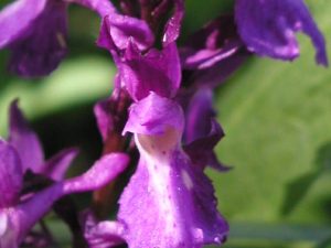 P6102532